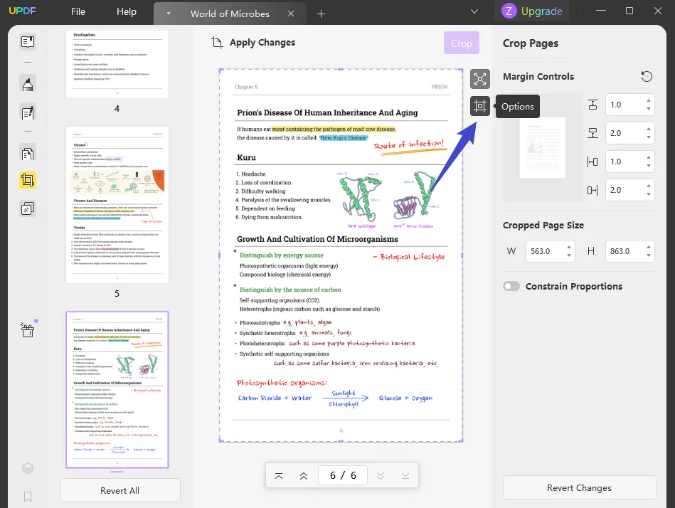 add margin to pdf options