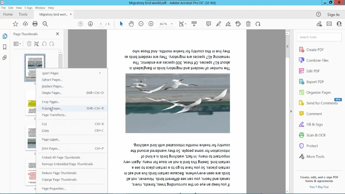 how to rotate a pdf in adobe right click tab