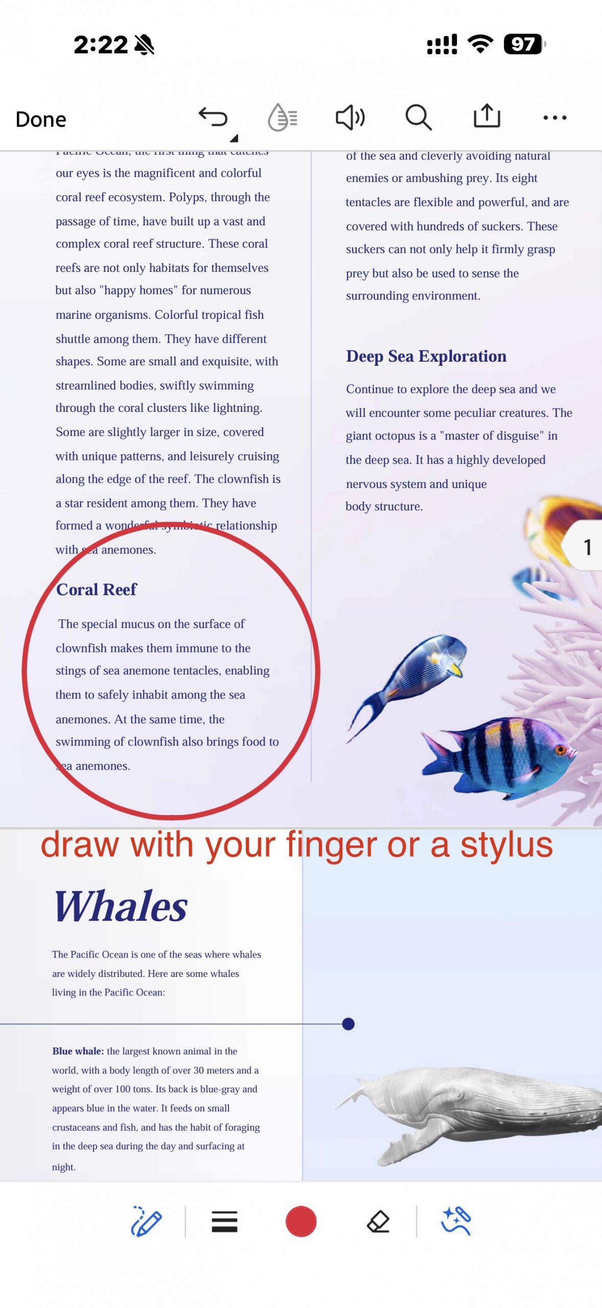 draw in adobe acrobat 6