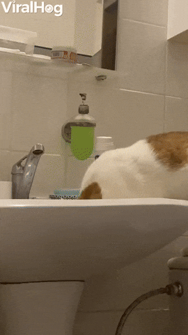 cat with knife gif.