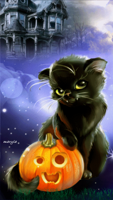 curious black kitty gif.