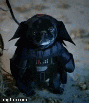 darth vader pug gif.