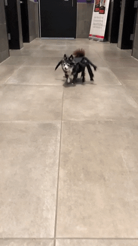 dog in spider costume gif.