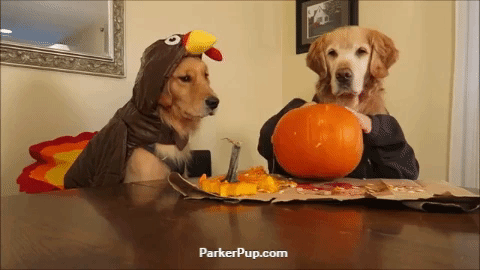 golden retrievers with pumpkin gif.